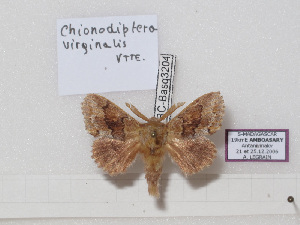  (Chionodiptera virginalis - BC-Basq 3204)  @11 [ ] Copyright (2011) Patrick Basquin Research Collection of Patrick Basquin