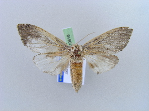  ( - BC ZSM Lep 10618)  @14 [ ] CreativeCommons - Attribution Non-Commercial Share-Alike (2010) Axel Hausmann SNSB, Zoologische Staatssammlung Muenchen