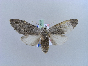  ( - BC ZSM Lep 11021)  @14 [ ] CreativeCommons - Attribution Non-Commercial Share-Alike (2010) Axel Hausmann SNSB, Zoologische Staatssammlung Muenchen