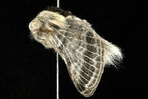  ( - HLC-23090)  @13 [ ] CreativeCommons - Attribution (2010) CBG Photography Group Centre for Biodiversity Genomics