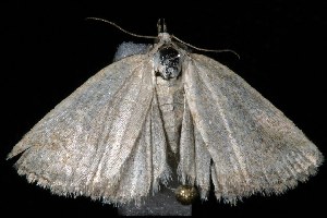  ( - HLC-23428)  @13 [ ] CreativeCommons - Attribution (2010) CBG Photography Group Centre for Biodiversity Genomics