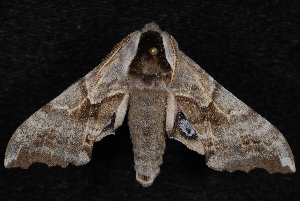  ( - 10-JDWBC-0484)  @14 [ ] CreativeCommons - Attribution (2010) Jeremy deWaard University of British Columbia