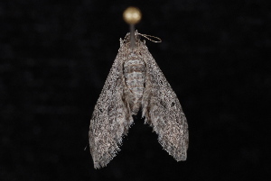  ( - 10-JDWBC-6570)  @13 [ ] CreativeCommons - Attribution (2010) Jeremy deWaard University of British Columbia