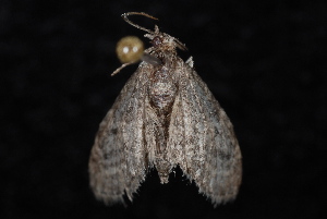  (Eupithecia sp. 11 - 10-JDWBC-5368)  @12 [ ] CreativeCommons - Attribution (2010) Jeremy deWaard University of British Columbia