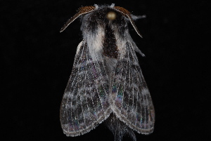  ( - 10-JDWBC-7084)  @13 [ ] CreativeCommons - Attribution (2010) Jeremy deWaard University of British Columbia