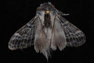  ( - 10-JDWBC-7090)  @13 [ ] CreativeCommons - Attribution (2010) Jeremy deWaard University of British Columbia