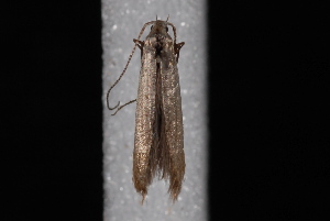  ( - 10-JDWBC-0759)  @12 [ ] CreativeCommons - Attribution (2010) Jeremy deWaard University of British Columbia