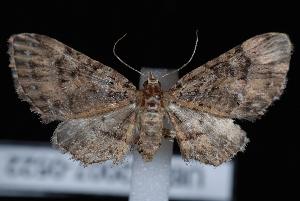  (Eupithecia longipalpata - UBC-2007-0522)  @15 [ ] CreativeCommons - Attribution (2010) Jeremy deWaard University of British Columbia