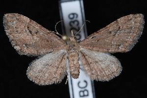  (Eupithecia unicolor - UBC-2007-0239)  @14 [ ] CreativeCommons - Attribution (2010) Jeremy deWaard University of British Columbia