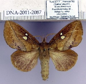  (Euthrix albomaculata albomaculata - 2011.2087)  @15 [ ] Unspecified (default): All Rights Reserved  2011.2087 Unspecified
