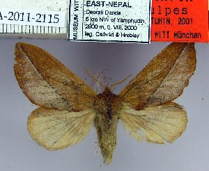  (Euthrix vulpes - 2011.2115)  @15 [ ] Unspecified (default): All Rights Reserved  2011.2115 Unspecified