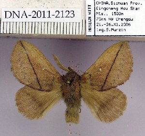  (Euthrix sp - 2011.2123)  @13 [ ] Unspecified (default): All Rights Reserved  2011.2123 Unspecified