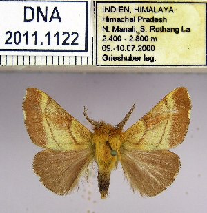  (Malacosoma indicum - 2011.1122)  @13 [ ] Unspecified (default): All Rights Reserved  2011.1122 Unspecified