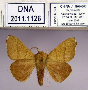  (Malacosoma dentata - 2011.1126)  @14 [ ] Unspecified (default): All Rights Reserved  2011.1126 Unspecified