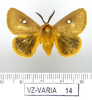  (Chrysopoloma bicolor - VZ-VARIA-14)  @14 [ ] Unspecified (default): All Rights Reserved  Unspecified Unspecified