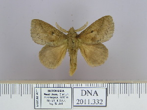  (Euthrix sondensis - 2011.332)  @14 [ ] Unspecified (default): All Rights Reserved  Unspecified Unspecified