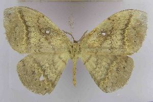  ( - EUPT-11-194)  @13 [ ] CreativeCommons - Attribution Non-Commercial Share-Alike (2011) Wolfgang A. Nassig Senckenberg-Museum, Frankfurt