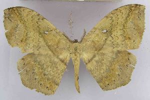  ( - EUPT-11-195)  @13 [ ] CreativeCommons - Attribution Non-Commercial Share-Alike (2011) Wolfgang A. Nassig Senckenberg-Museum, Frankfurt