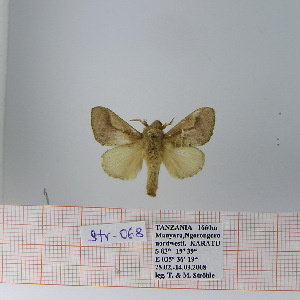  (Bombycopsis sp. 5 - Str-068)  @13 [ ] Unspecified (default): All Rights Reserved  Unspecified Unspecified
