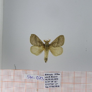  (Bombycopsis sp. 10 - Str-073)  @13 [ ] Unspecified (default): All Rights Reserved  Unspecified Unspecified