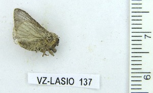  ( - VZ-LASIO-137)  @13 [ ] Unspecified (default): All Rights Reserved  Unspecified Unspecified