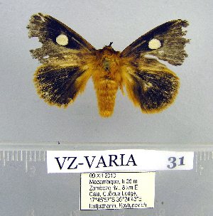  (Chrysopoloma bicolor aff - VZ-VARIA-31)  @12 [ ] Unspecified (default): All Rights Reserved  Unspecified Unspecified