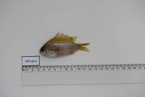  (Chromis cadenati - CRC-LB-2)  @11 [ ] Unspecified (default): All Rights Reserved (2024) INRH, Morocco INRH, Morocco