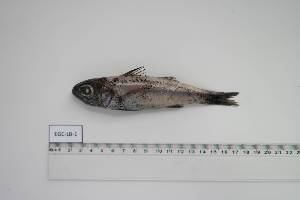  ( - EGC-LB-1)  @11 [ ] Unspecified (default): All Rights Reserved (2024) INRH, Morocco INRH, Morocco