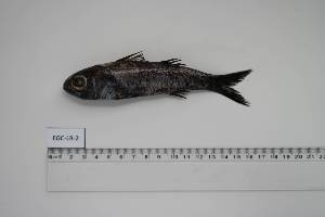  ( - EGC-LB-2)  @11 [ ] Unspecified (default): All Rights Reserved (2024) INRH, Morocco INRH, Morocco