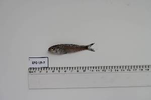  ( - EPD-LB-2)  @11 [ ] Unspecified (default): All Rights Reserved (2024) INRH, Morocco INRH, Morocco