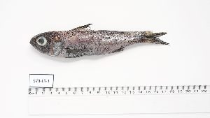  ( - SYB-LB-1)  @11 [ ] Unspecified (default): All Rights Reserved (2024) Institut National de Recherche Halieutique, Maroc Institut National de Recherche Halieutique, Maroc