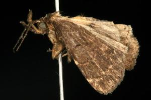  ( - 05-ACTC-243)  @13 [ ] CreativeCommons - Attribution (2010) CBG Photography Group Centre for Biodiversity Genomics