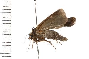  ( - 07WNP-10370)  @13 [ ] CreativeCommons - Attribution (2008) CBG Photography Group Centre for Biodiversity Genomics