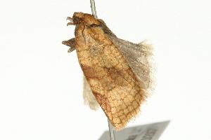  ( - 07PROBE-10813)  @12 [ ] CreativeCommons - Attribution (2010) CBG Photography Group Centre for Biodiversity Genomics