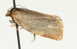  ( - 07PROBE-10933)  @12 [ ] CreativeCommons - Attribution (2010) CBG Photography Group Centre for Biodiversity Genomics