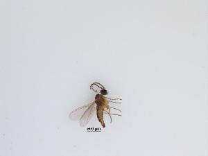  (Corynoptera sp. 29_TM - LW-XG945-2)  @11 [ ] CreativeCommonsAttribution Non-Commercial (2183) Unspecified Zhejiang A&F University
