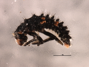  ( - 10PROBE-27086)  @13 [ ] CreativeCommons - Attribution (2010) CBG Photography Group Centre for Biodiversity Genomics