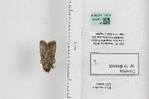  ( - LEP88447)  @11 [ ] by-nc (2022) Unspecified Florida Museum of Natural History, McGuire Center for Lepidoptera and Biodiversity