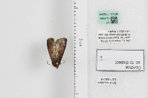 ( - LEP88978)  @11 [ ] by-nc (2022) Unspecified Florida Museum of Natural History, McGuire Center for Lepidoptera and Biodiversity