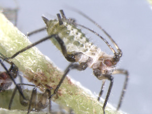  (Macrosiphoniella millefolii - RMNH.INS.546139.4)  @12 [ ] CreativeCommons - Attribution Non-Commercial Share-Alike (2012) Naturalis, Biodiversity Centre Naturalis, Biodiversity Centre