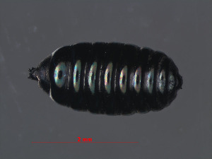  (Agromyza phragmitidis - RMNH.INS.546038)  @11 [ ] CreativeCommons - Attribution Non-Commercial Share-Alike (2012) Unspecified Naturalis, Biodiversity Centre