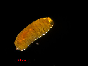  (Agromyza idaeiana - RMNH.INS.546217)  @12 [ ] CreativeCommons - Attribution Non-Commercial Share-Alike (2012) Unspecified Naturalis, Biodiversity Centre