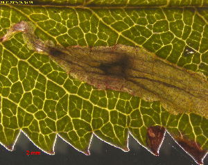  ( - RMNH.INS.31383)  @11 [ ] CreativeCommons  Attribution Non-Commercial Share-Alike (2020) Erik J. van Nieukerken-Naturalis Naturalis Biodiversity Center