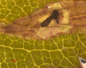  ( - RMNH.INS.31383)  @11 [ ] CreativeCommons  Attribution Non-Commercial Share-Alike (2020) Erik J. van Nieukerken-Naturalis Naturalis Biodiversity Center