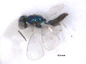  (Achrysocharoides gahani - RMNH.INS.100345)  @12 [ ] CreativeCommons - Attribution Non-Commercial Share-Alike (2016) Unspecified Naturalis Biodiversity Center