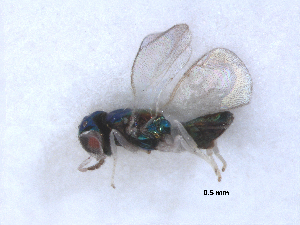  (Chrysocharis loranthellae - RMNH.INS.100441)  @12 [ ] CreativeCommons - Attribution Non-Commercial Share-Alike (2016) Unspecified Naturalis Biodiversity Center