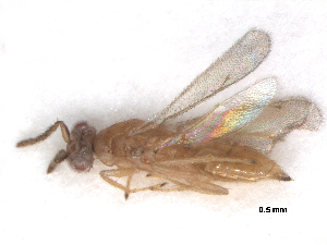  ( - RMNH.INS.100594)  @12 [ ] CreativeCommons - Attribution Non-Commercial Share-Alike (2016) Unspecified Naturalis Biodiversity Center