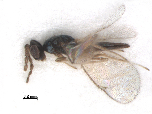  ( - RMNH.INS.100638)  @12 [ ] CreativeCommons - Attribution Non-Commercial Share-Alike (2016) Unspecified Naturalis Biodiversity Center