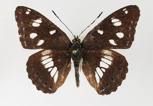  (Limenitis reducta - TLMF Lep 22552)  @14 [ ] CreativeCommons - Attribution Non-Commercial Share-Alike (2017) Peter Huemer Tiroler Landesmuseum