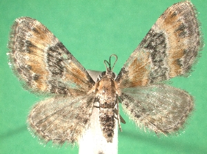  (Eupithecia pyreneata - KLM Lep 08707)  @14 [ ] CreativeCommons - Attribution Non-Commercial Share-Alike (2017) Christian Wieser Tiroler Landesmuseum